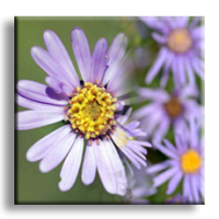 Aster amellus / Италианска астра