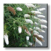 Buddleja davidii White Profusion / Будлея бяла, Летен люляк