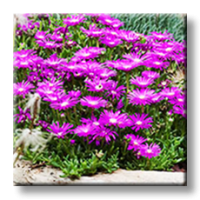 Delosperma cooperi / Делосперма на Купър