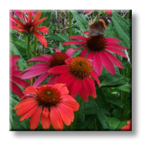 Echinacea Purpurea Red / Ехинацея червена