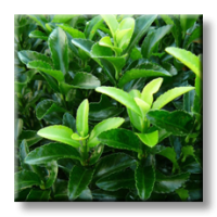 Euonymus japonicus Green Spire / Евонимус микрофила