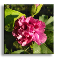 Hibiscus / Хибискус градински пурпурен, кичест