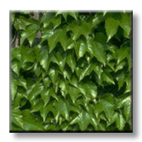 Parthenocissus tricuspidata / Дива лоза