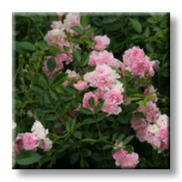 Mini rose The Fairy / Мини роза - розова