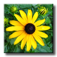Rudbeckia fulgida Goldsturm / Рудбекия блестяща