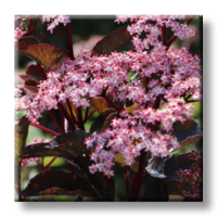 Sambucus nigra Black Beauty / Черен Бъз Черна красавица