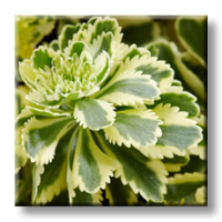 Sedum Atlantis / Седум Атлантис
