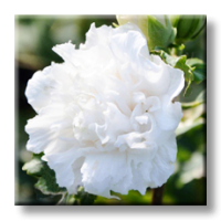 Hibiscus / Хибискус градински бял, кичест