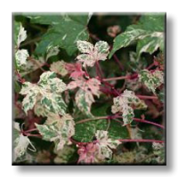 Ampelopsis glandulosa 'Elegans' / Китайска лоза