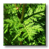 Artemisia annua / Сладък пелин