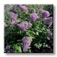 Buddleja davidii / Будлея - неизвестен цвят, Летен люляк