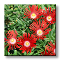 Delosperma red mountain / Делосперма червена