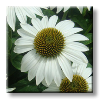 Echinacea purpurea White Swan / Ехинацея бяла