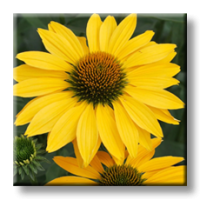 Echinacea Purpurea Yellow / Ехинацея жълта