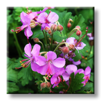 Geranium x cantabrigiense Cambridge / Здравец