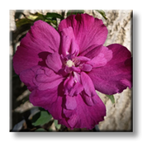 Hibiscus Magenta Chiffon / Хибискус шифон лилав 