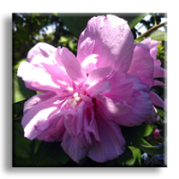 Hibiscus / Хибискус градински синьо лилав, кичест