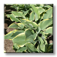 Hosta Regal Splendor