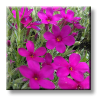 Phlox douglasii / Флокс цикламен