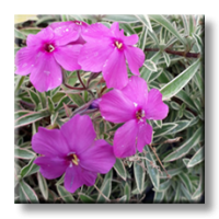Phlox Variegata / Флокс стелещ пъстролистен