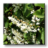 Polygonum Fallopia Aubertii / Фалопия, Руска лоза,