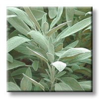 Salvia officinalis / Салвия, Градински чай